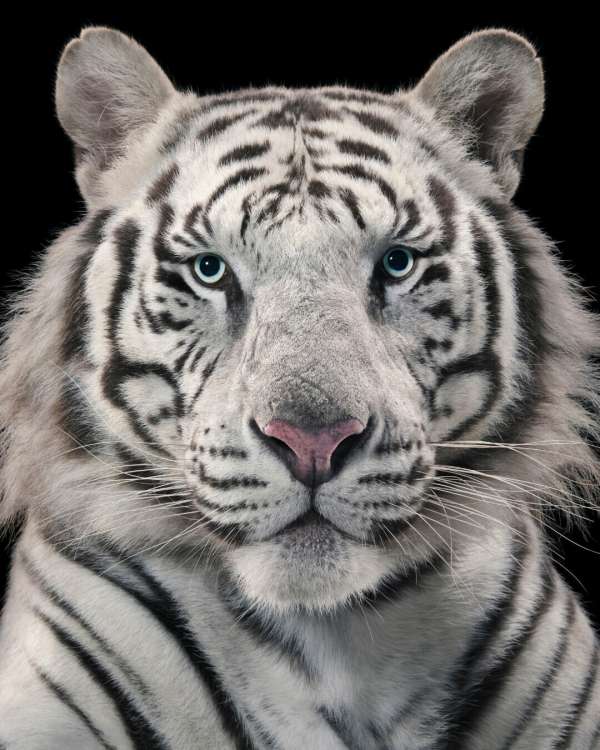 Tim Flach