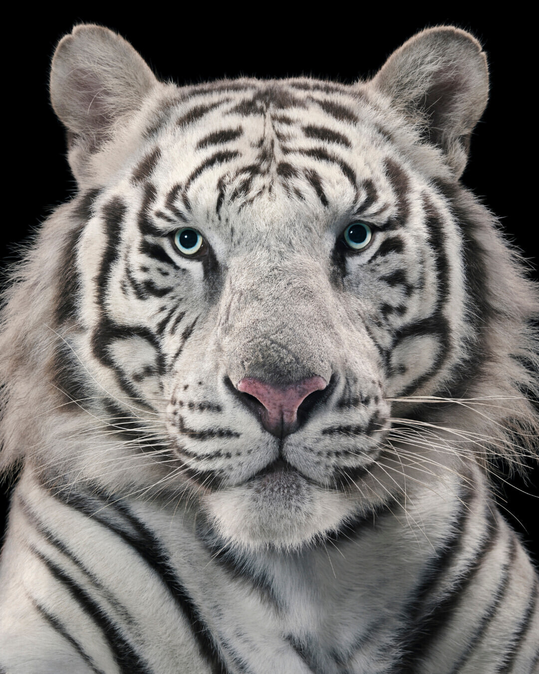 Tim Flach X GEO Jan. 26