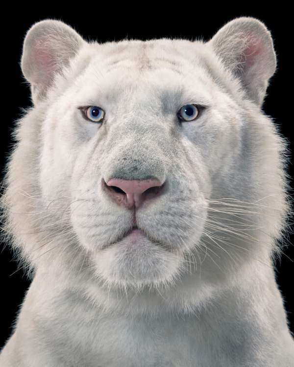Tim Flach
