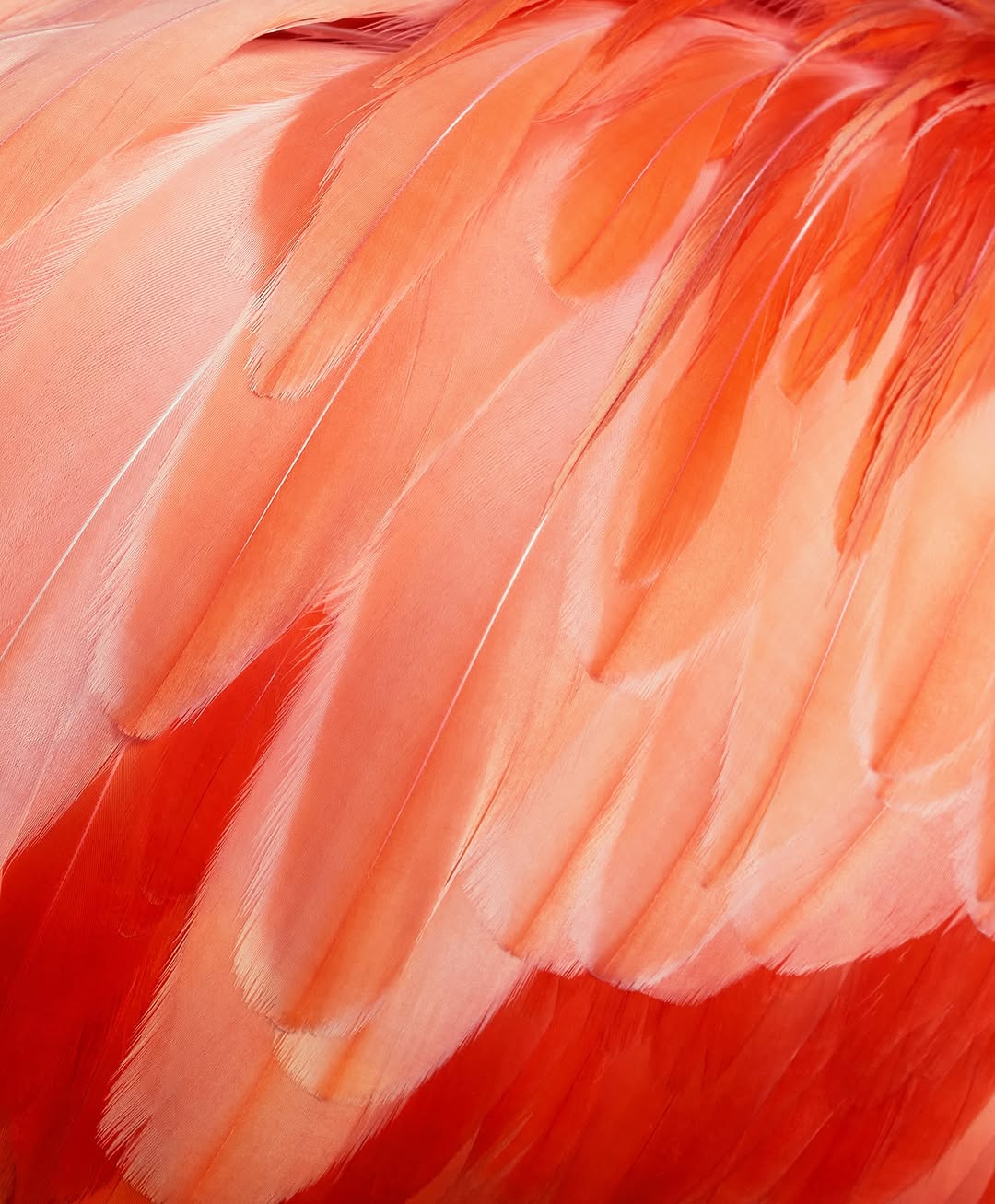Tim Flach