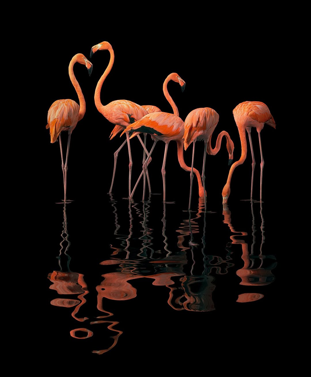 Tim Flach Aug. 26