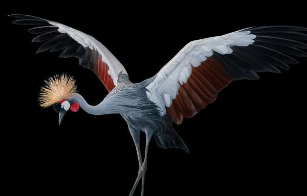 Tim Flach
