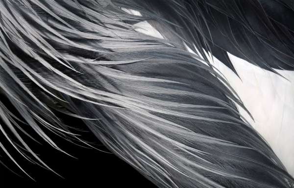 Tim Flach