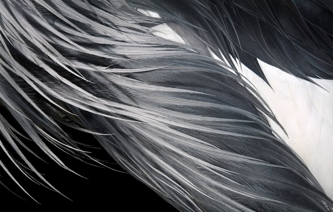 Tim Flach Aug. 26