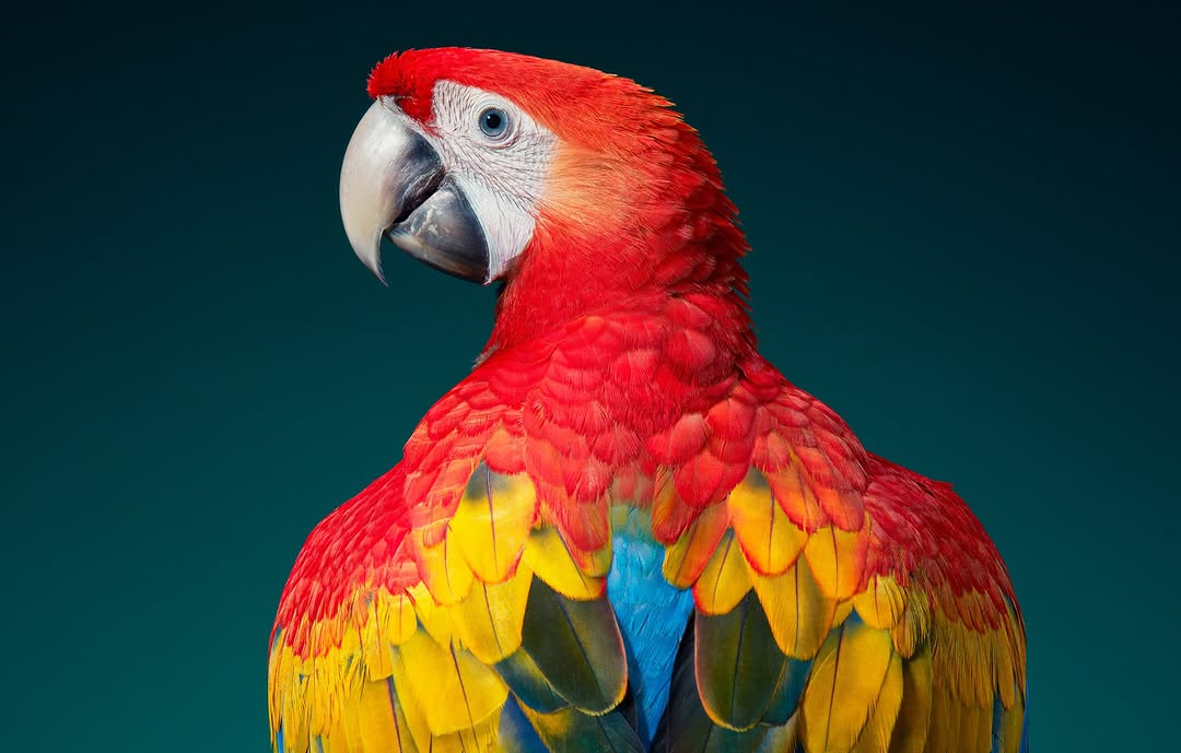 Tim Flach X Abrams Books Aug. 26