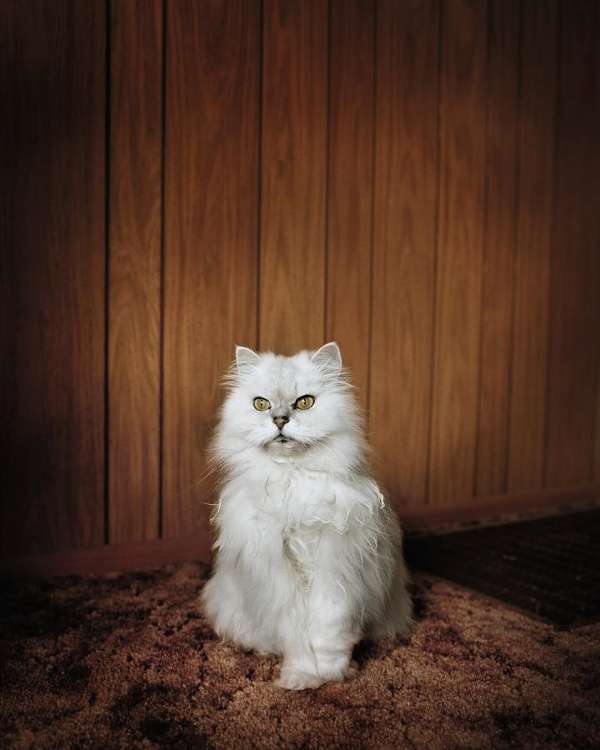 Todd Hido