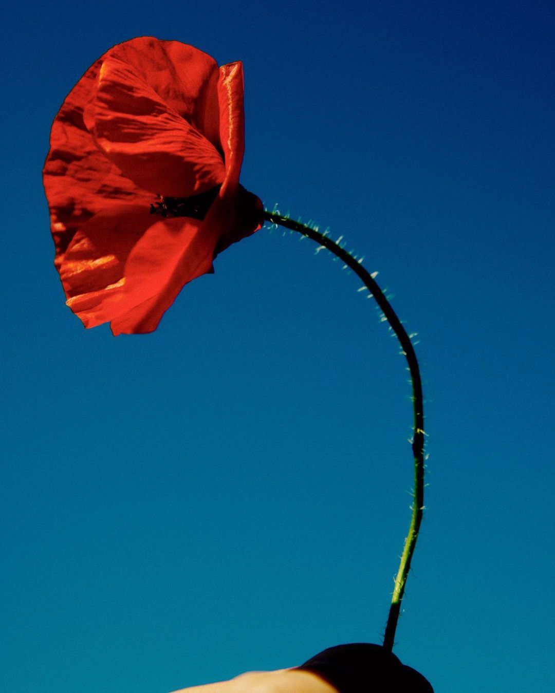 LAM - A Kent Farm |  Apr. 23