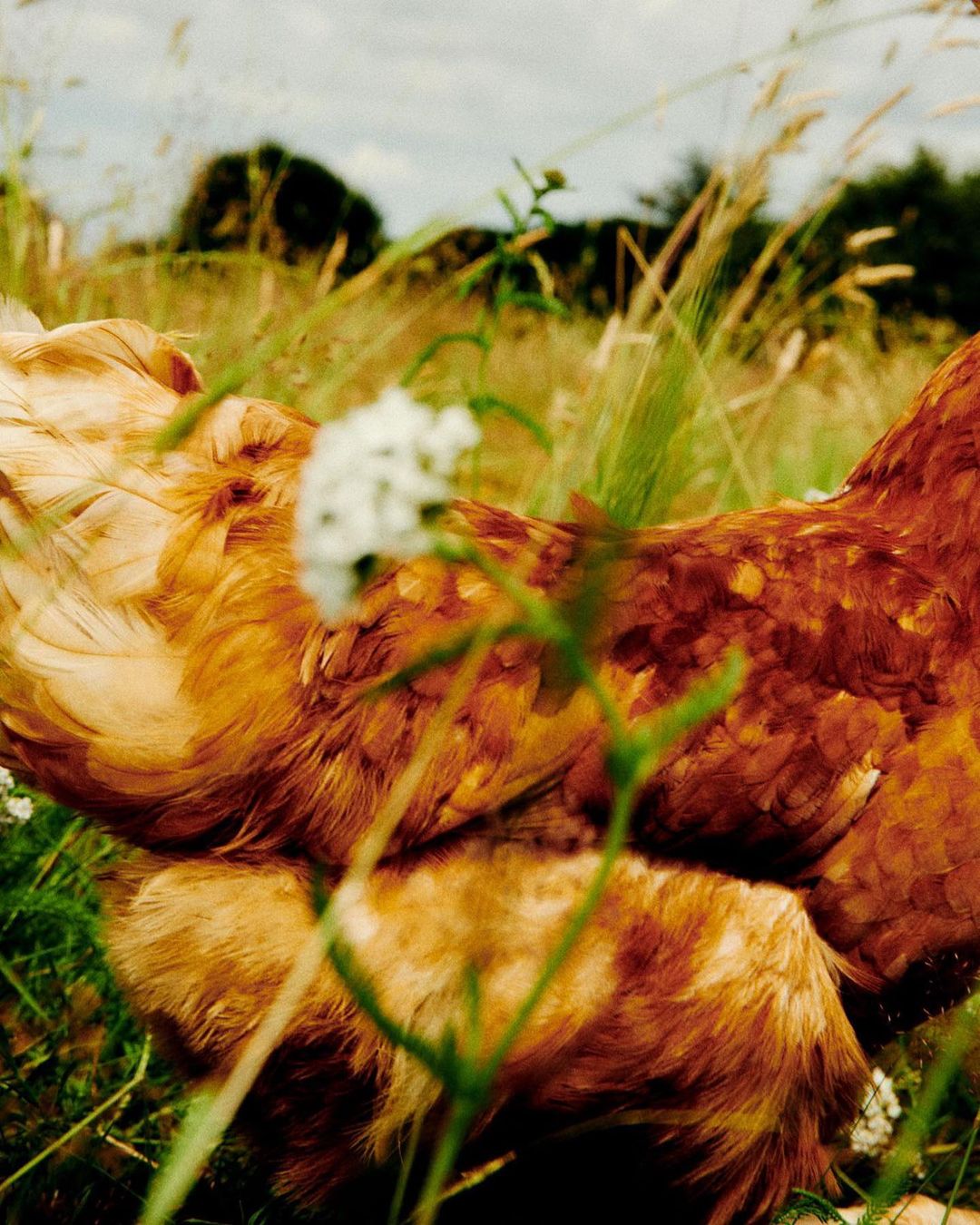 LAM - A Kent Farm |  Apr. 23