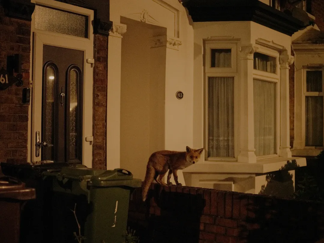 Tori Ferenc X Libération Dec. 25