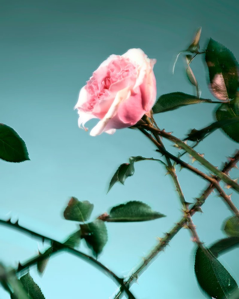 Maison Francis Kurkdjian |  Jan. 22