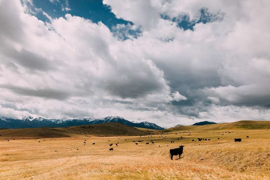 Zach Anderson X Zoetis Cattle Aug. 26