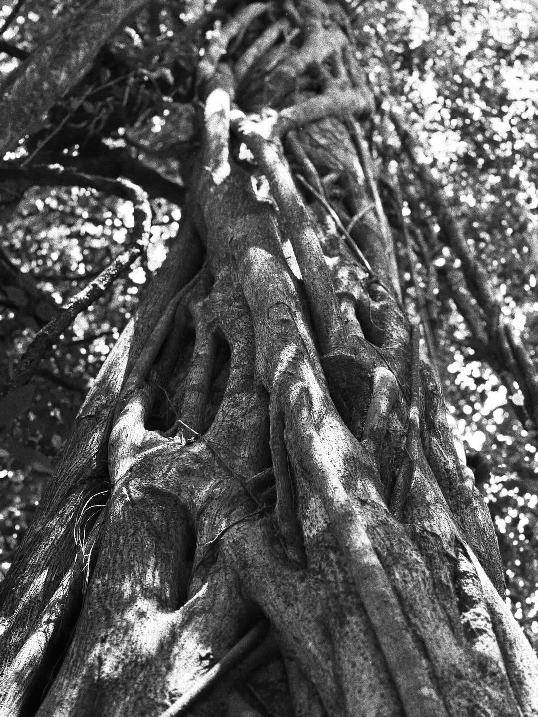 Venetia VH Alkema Oct. 25