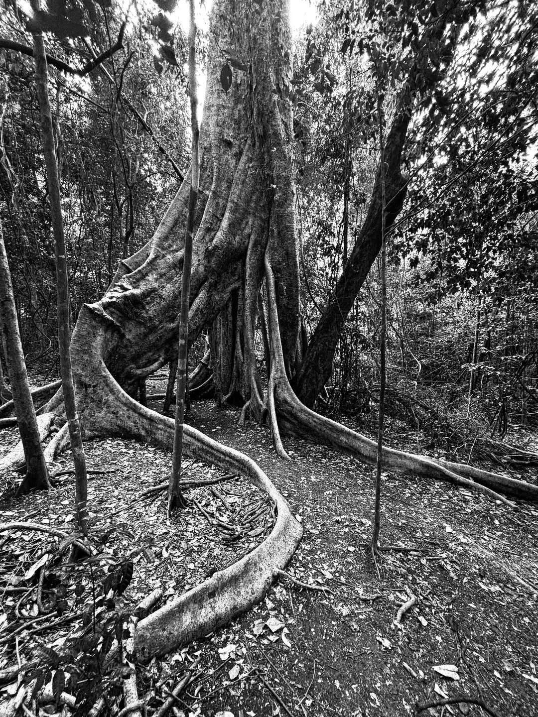 Venetia VH Alkema Oct. 25