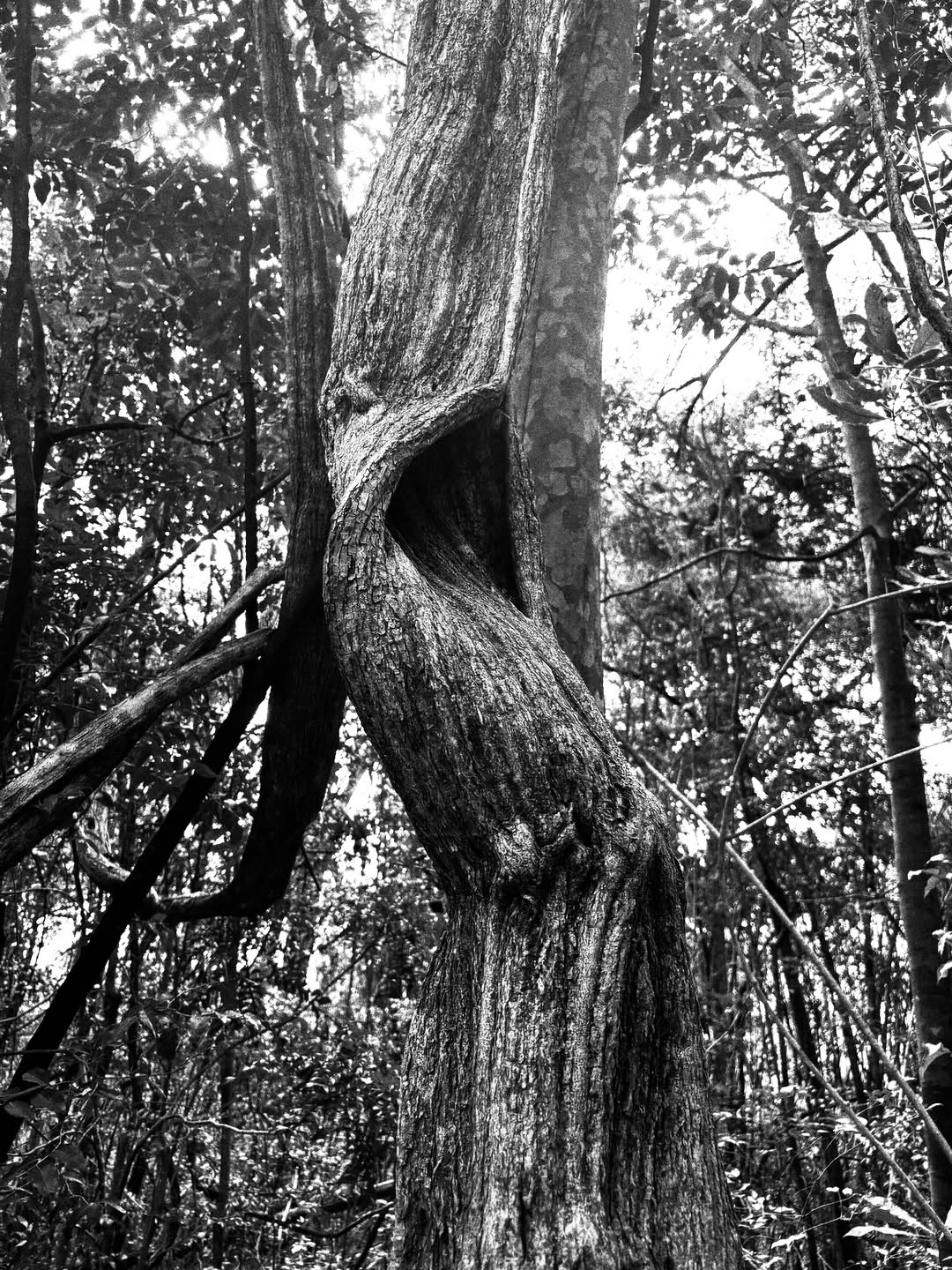 Venetia VH Alkema Oct. 25