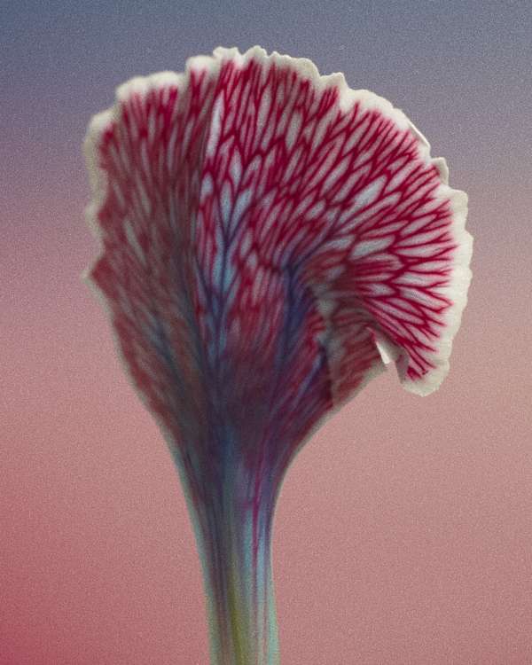 Vincent Gapaillard