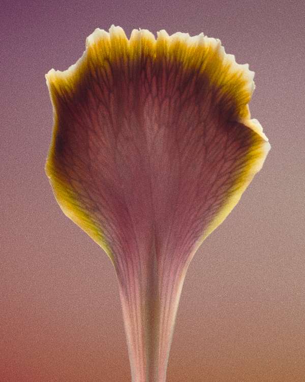 King Management Agency