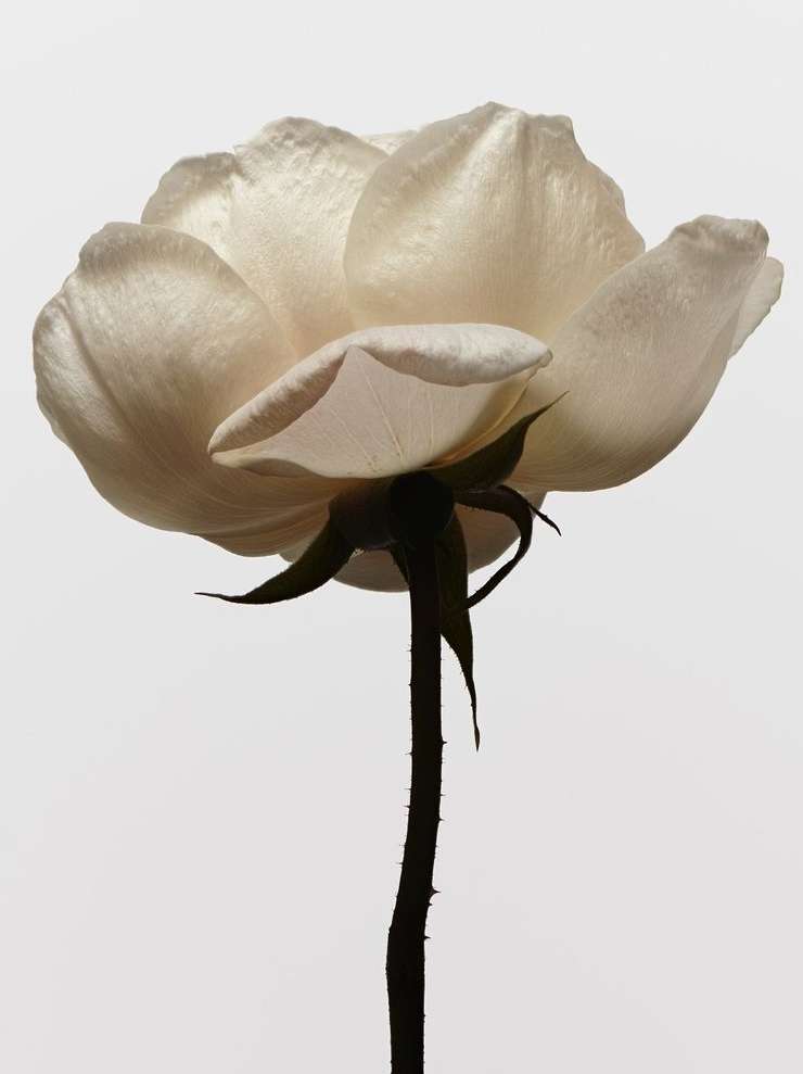 NONFICTION |  Jun. 24