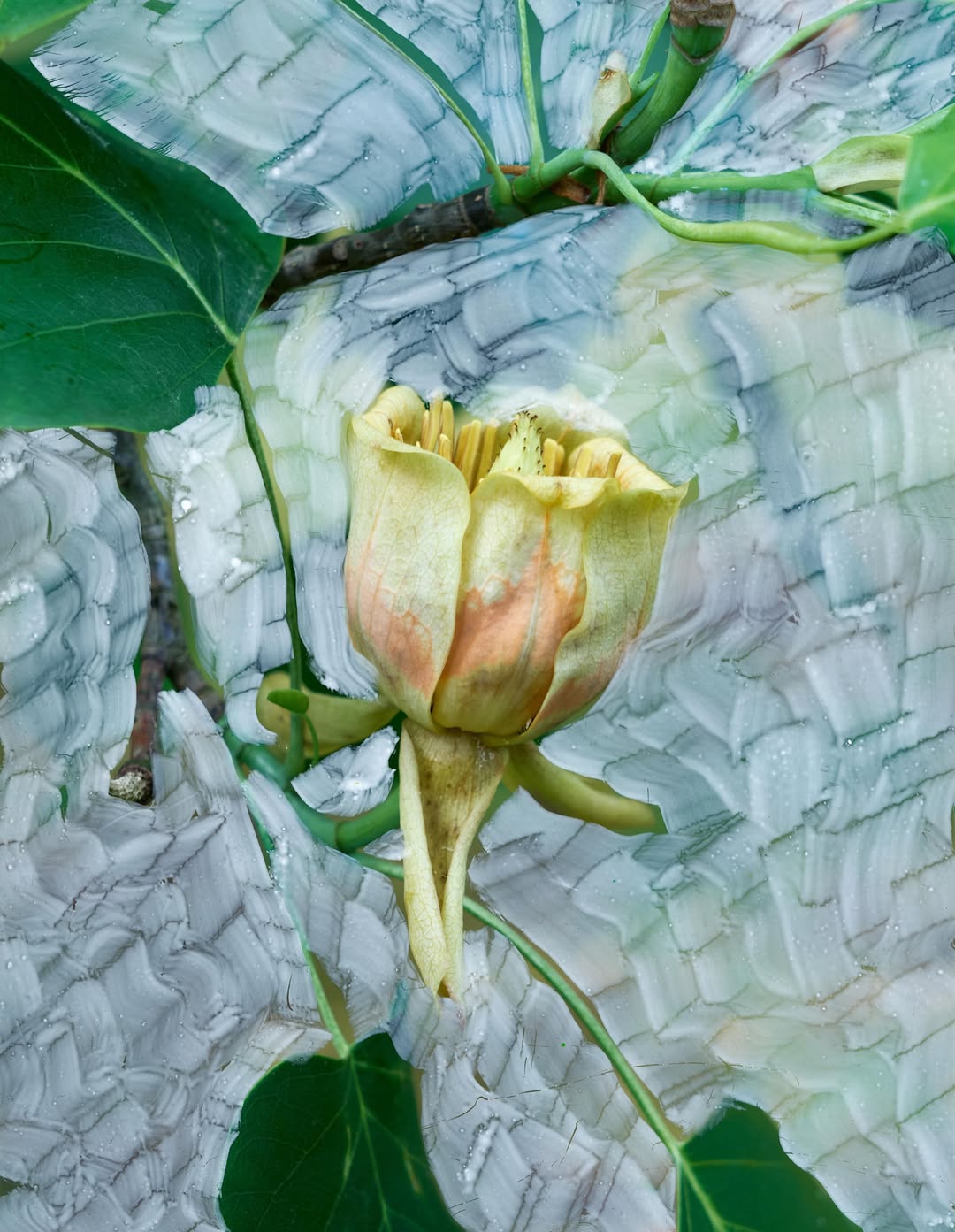 Viviane Sassen