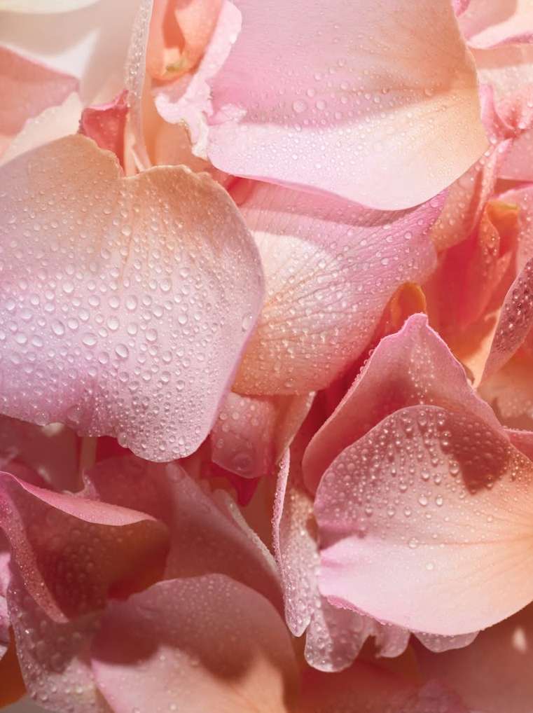 Lauren Coleman X NEST New York