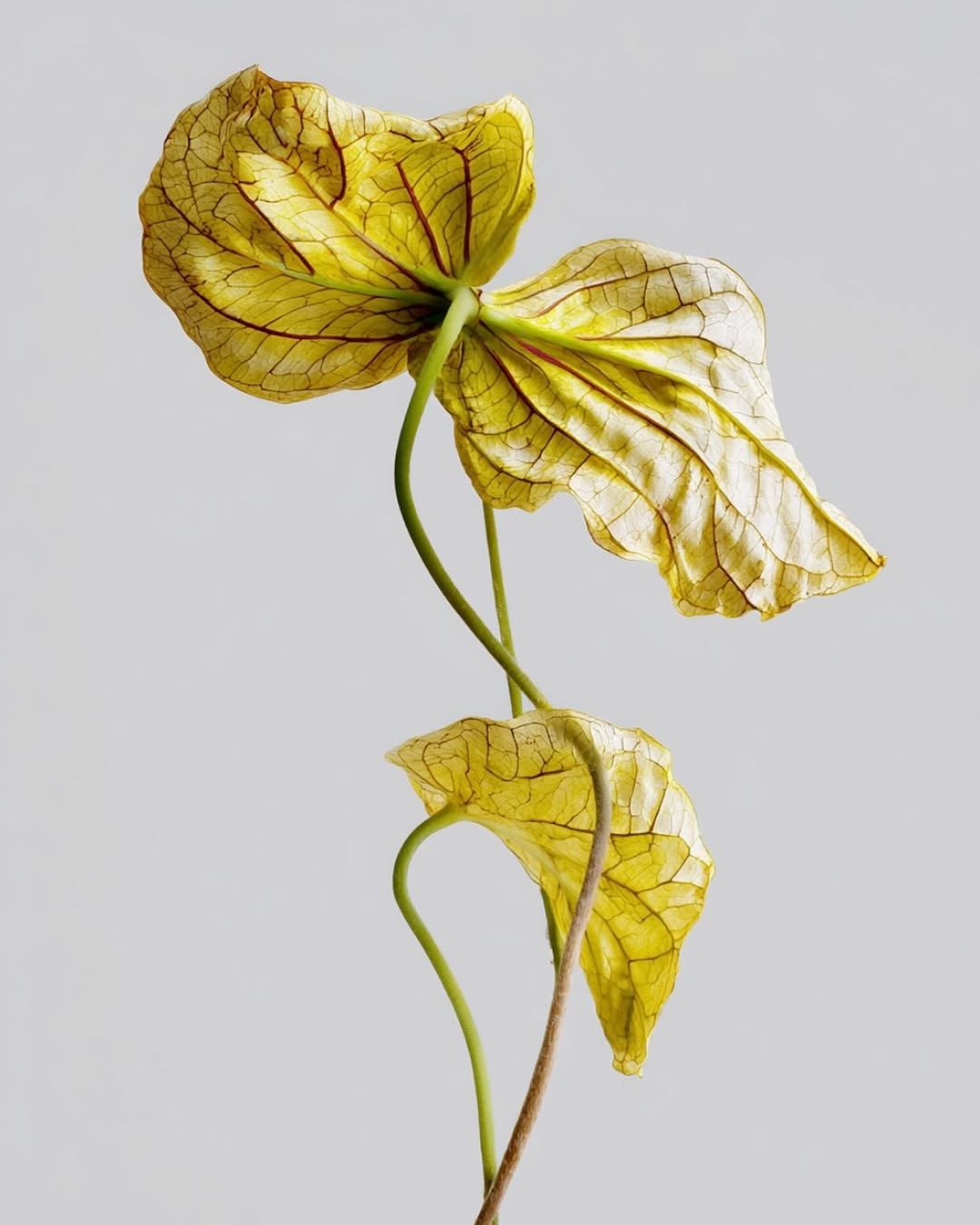 Josephine Peters Nov. 25