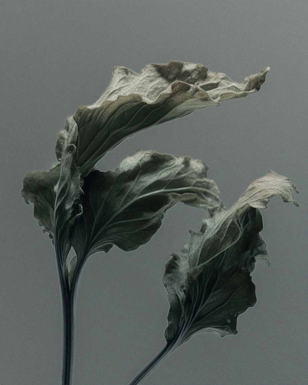 Studio AISTORIA Dec. 25