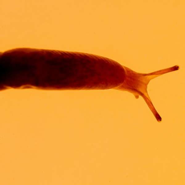 Antinomia