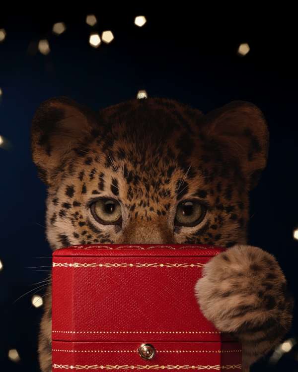 pour @Cartier - @mazarinegroup 