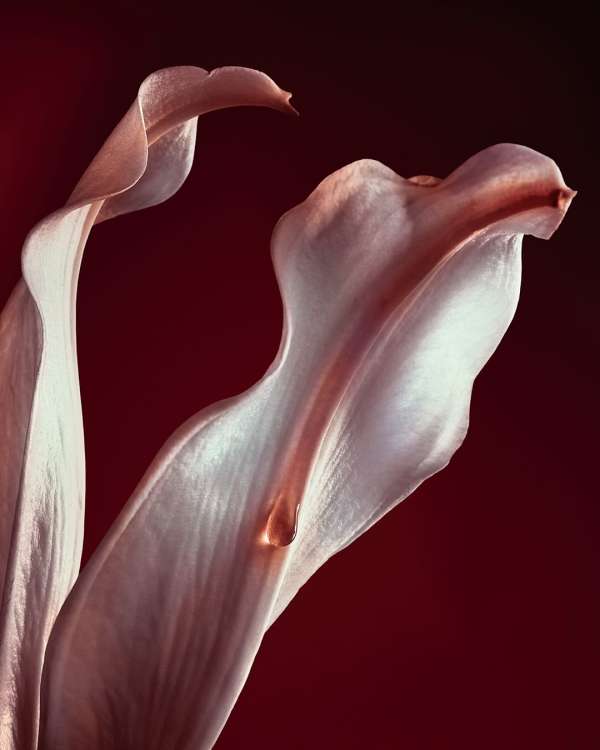 pour @rabanne (@puig_official)