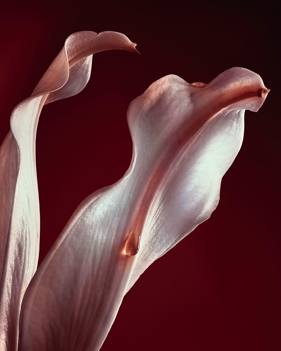 pour @rabanne (@puig_official)