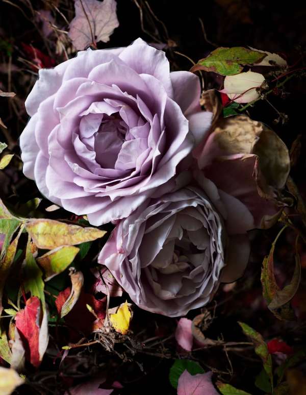Viviane Sassen