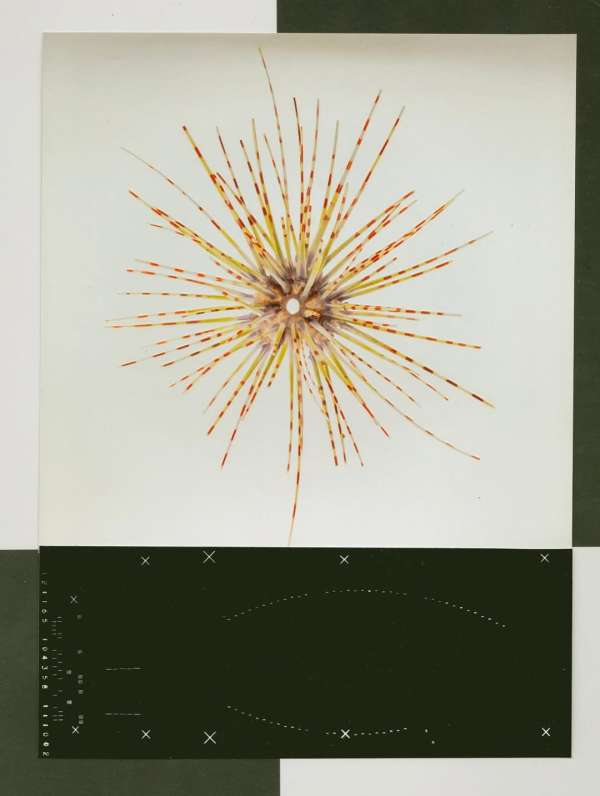 @olivia.wunsche – “Field Notes from Altered...