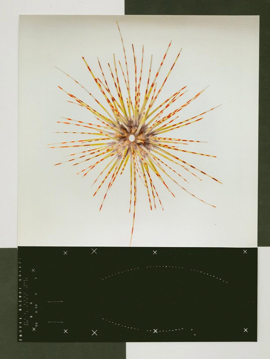 @olivia.wunsche – “Field Notes from Altered Realities” x @acidsurfing