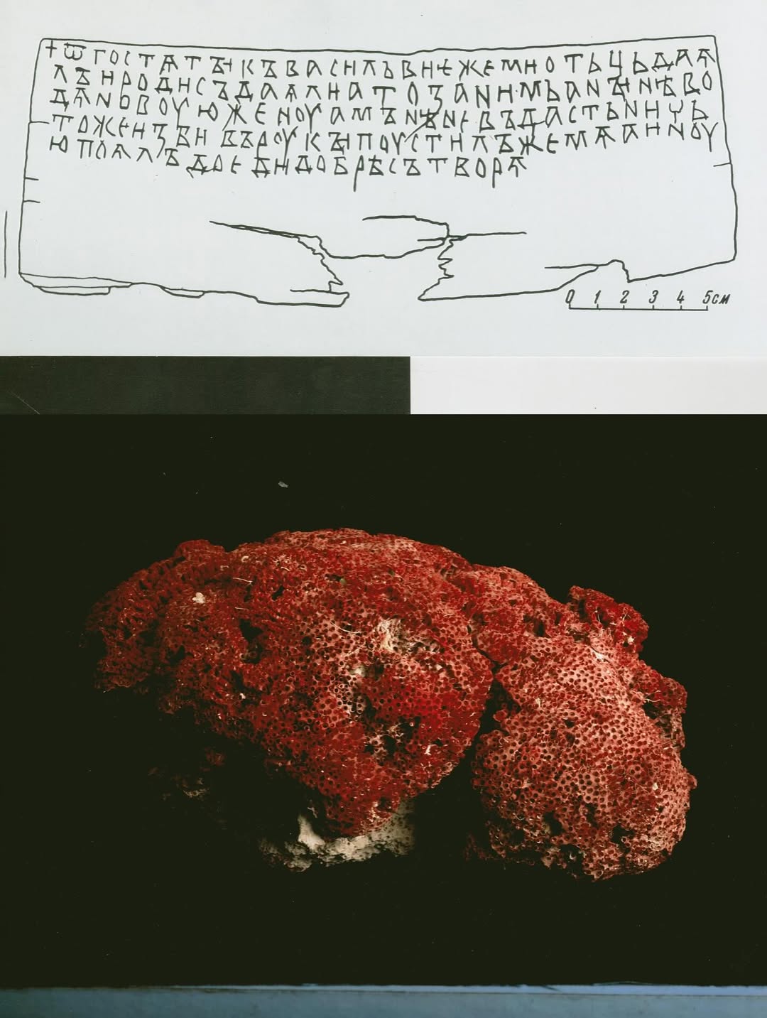 @olivia.wunsche – “Field Notes from Altered Realities” x @acidsurfing