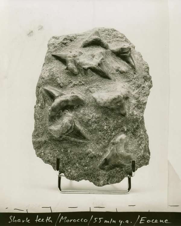 “Fathoming deep time is arguably geology’s ...