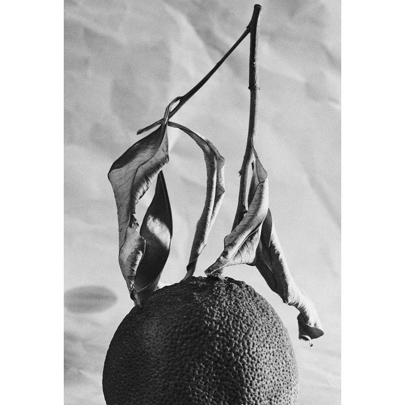 The Plant |  Mar. 21