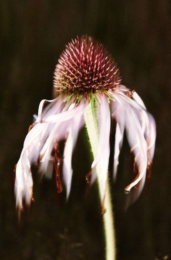 The Plant |  Dec. 21