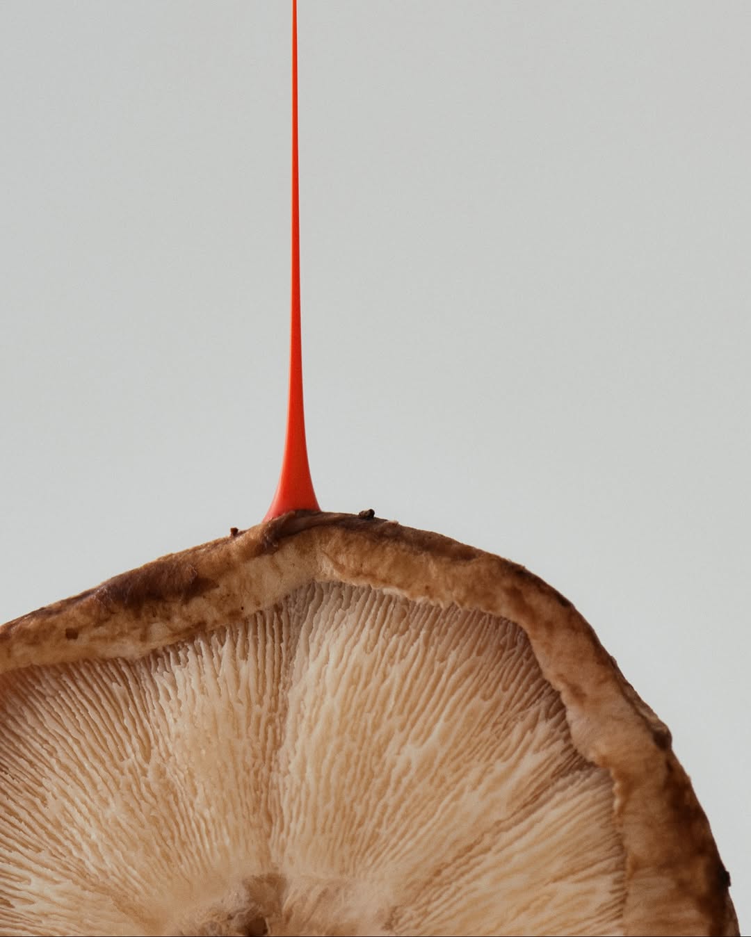 Gabriela Worosz X TWNTY Magazine Nov. 25