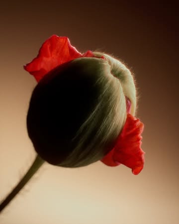 XK STUDIO X Beats by Dre Oct. 25